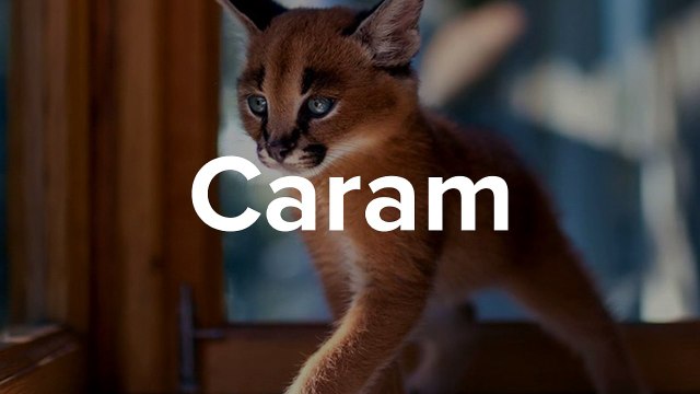 10 des chats les plus magnifiques