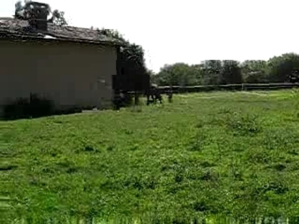 reitse frison au trot