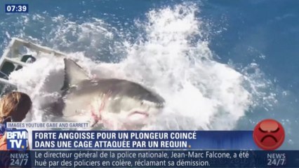 Zap Actu du 20 octobre 2016 - Un requin entre dans une cage avec le touriste qui l'observait !