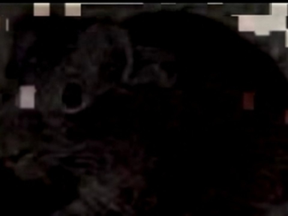 Cobayes clip