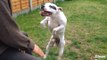 Dancing Dog Goes Crazy When He Hears His Favorite Song