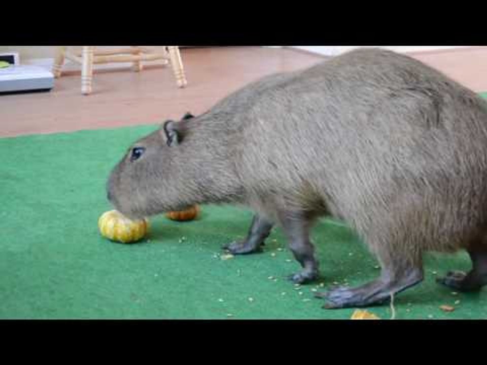 Pumpkin-Chewing Capybara Looking Forward to Halloween
