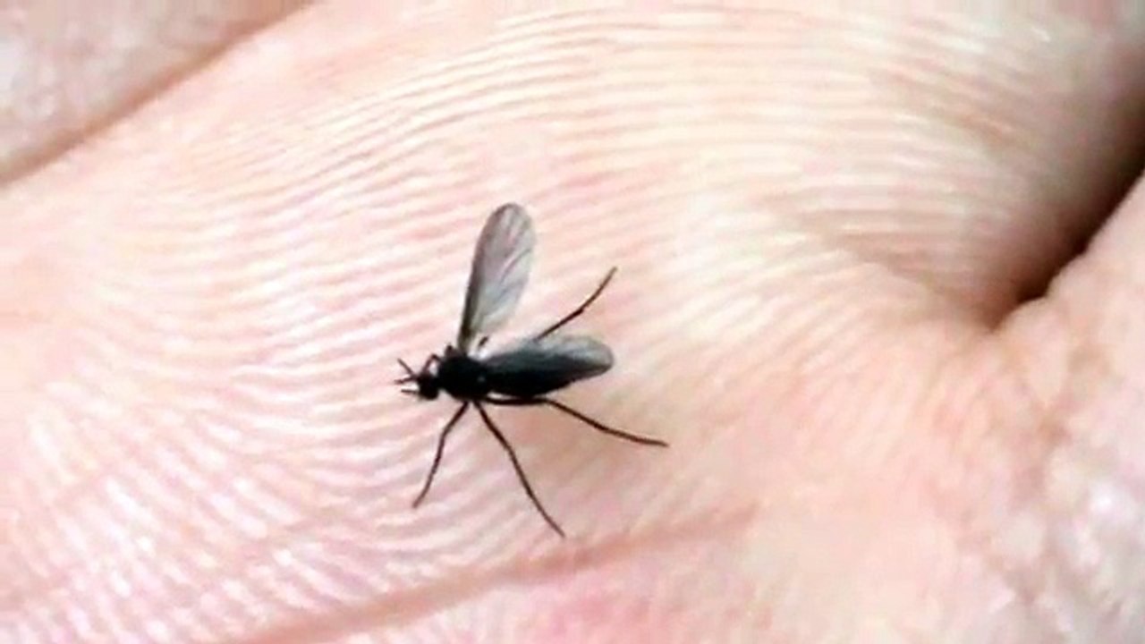Mosquito Preto _ Black Mosquito _ Moustique Noir