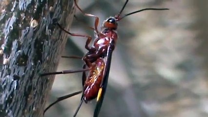 Vespa vermelha _ Red wasp _ guêpe rouge (Cryptanura sp)