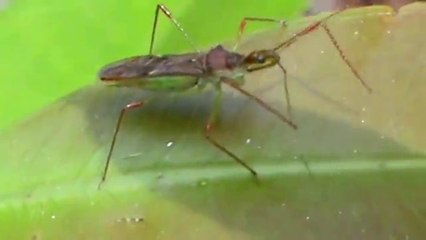 Percevejo predador em busca de presas _ Predator bug à la recherche de proie