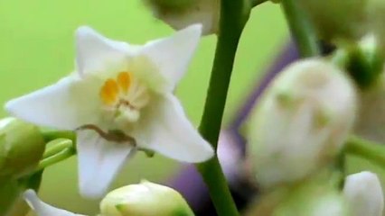Aranha Caranguejo dentro da flor de jiquiri _ Spider inside jiquiri flower