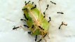 Formigas Carregando Percevejo _ Ants carrying bedbug