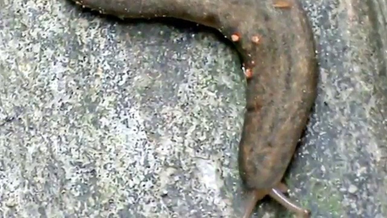 Lesma _ Slug _ Babosa