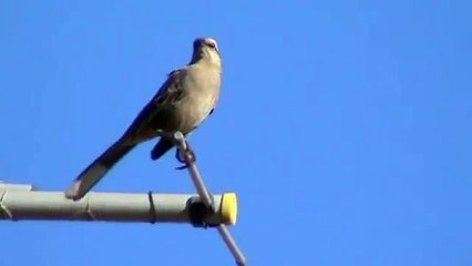 Sabia do Campo - Chalk-browed Mockingbird (Mimus saturninus)