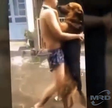 How to Teach Your Dog to Dance/ Funny Dogs Dancing Compilation | Dog Tricks