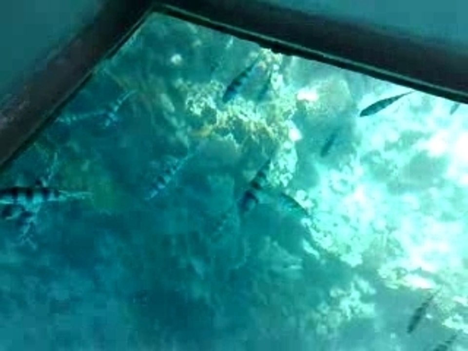 043 glass boat