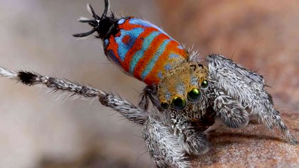 Top 10 Strangest Animal Discoveries