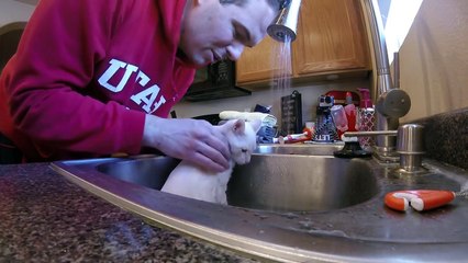 Incy Wincy Spider Song + McQueen Cars Colors & Spiderman Saved Frozen Elsa Kidnapped by Dinosaurs