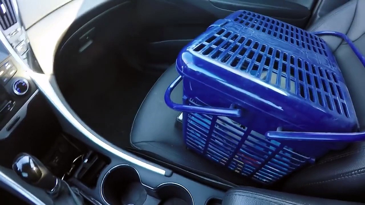 Frozen Kitten Vet Visit - Questions Answered