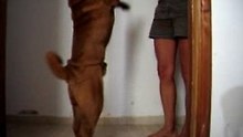 mumbai, chien de cirque