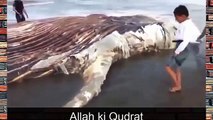 Most amazing 100 Feet Long creature found at Karachi Sea