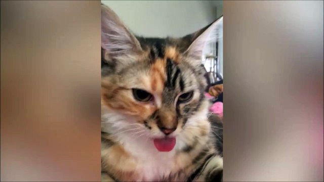 Quand ton chat se prend pour un chien!