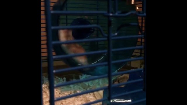 Tu vas trop vite petit Hamster... Beaucoup trop vite!