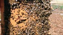 Part Time Income With Hobby Beekeeping