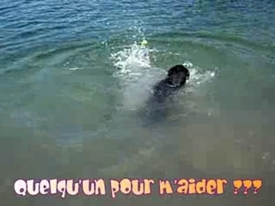 Rottweiler - Balzac natation 19082007