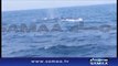 Video- Rare humpback whales spotted near Karachi coast - SAMAA TV