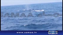 Video- Rare humpback whales spotted near Karachi coast - SAMAA TV
