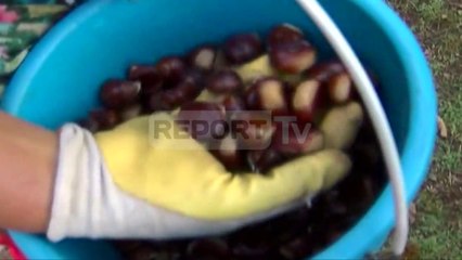 Report TV - Shkodër, nis mbledhja e tregtimi i gështenjës,banorët: Prodhim i ulët