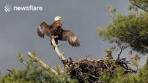 Bald eagle spreads its wings to cool off on top of a tree