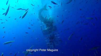 Un grand requin blanc est coincé dans une cage