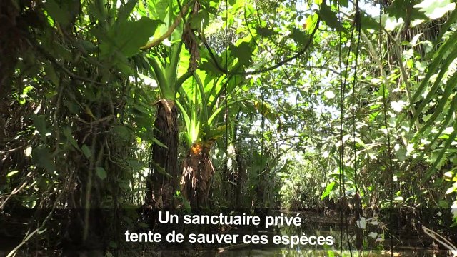 Un sanctuaire accueille les lémuriens de Madagascar menacés