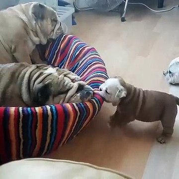 Hermosos perritos. ¿no te dan ganas de tener uno?