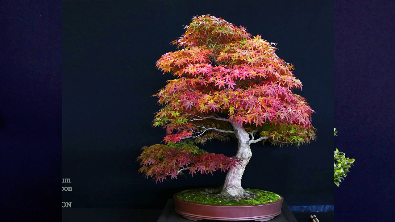 Bonsai