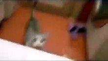 Ce chat tente de sauver sa maîtresse qui se noie dans le bain. Trop touchant !