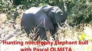 Pascal Olmeta filmé en train d'abattre un éléphant, crée le scandale