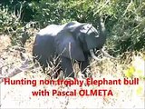 Pascal Olmeta filmé en train d'abattre un éléphant, crée le scandale