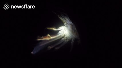 Footage of the moment fishermen caught GIANT lobster