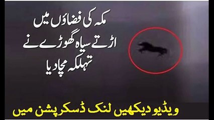 A-Black-Horse-Flying-In-Night-Time-Arab-News---Live-Hajj-2016