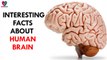Interesting facts about human brain - Health Sutra