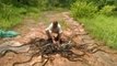 Crazy Moment Snake Catcher Releases Hundreds of Rat Snakes, Cobras and Vipers into Indian Forest