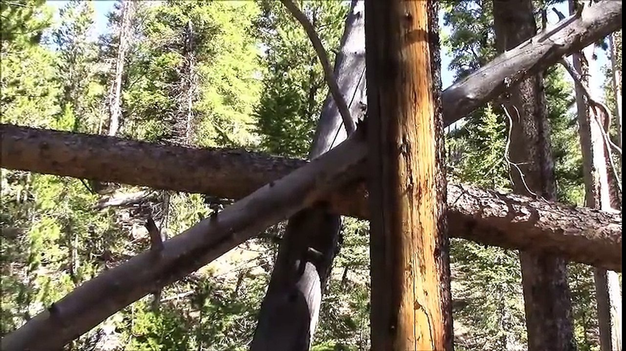 Bigfoot encounter 1 year anniversary