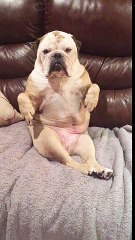 It's Nap Time Of The Way You Do This dog is very funny!