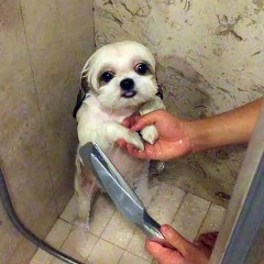 The Routine Cleaning This puppy will make you smile ... Look With L 'hairstyle End)