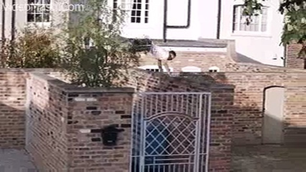 Yeh Hai Real Spiderman Ke Baap - Awesome