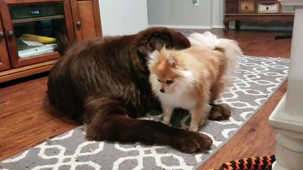 Newfoundland plays dead to avoid tiny angry dog