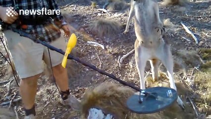 Metal detector reveals bullet lodged in body of kangaroo