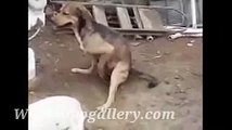 whatsapp latest funny videos dog firing bullets