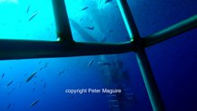 Encore un autre grand requin blanc coincé dans une cage avec des plongeurs