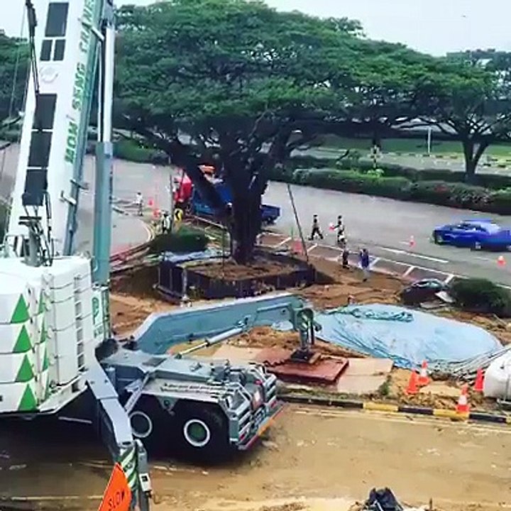 beautifull tree