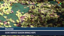 Palestinians Celebrate Olive Harvest