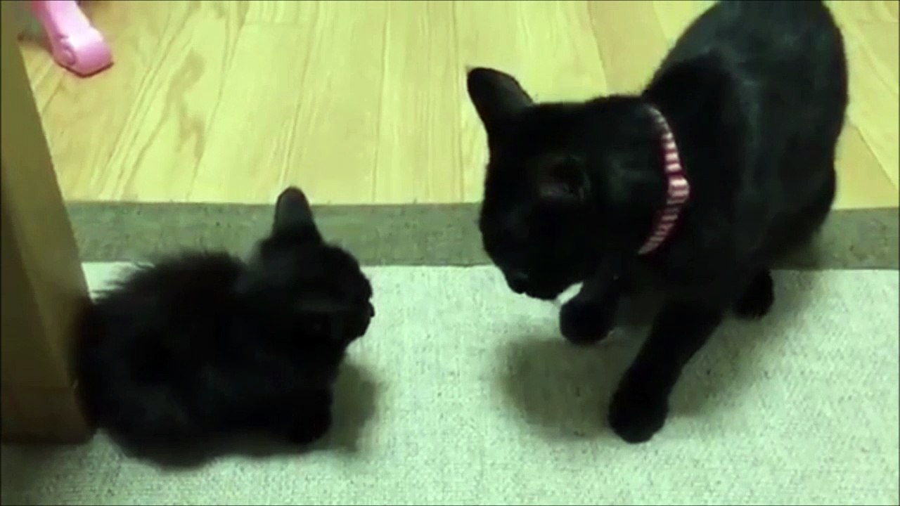 Le coup de patte de chat le plus adorable... Il risque pas de blesser le chaton